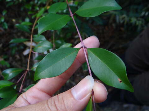 Image of Syzygium formosanum (Hayata) Mori