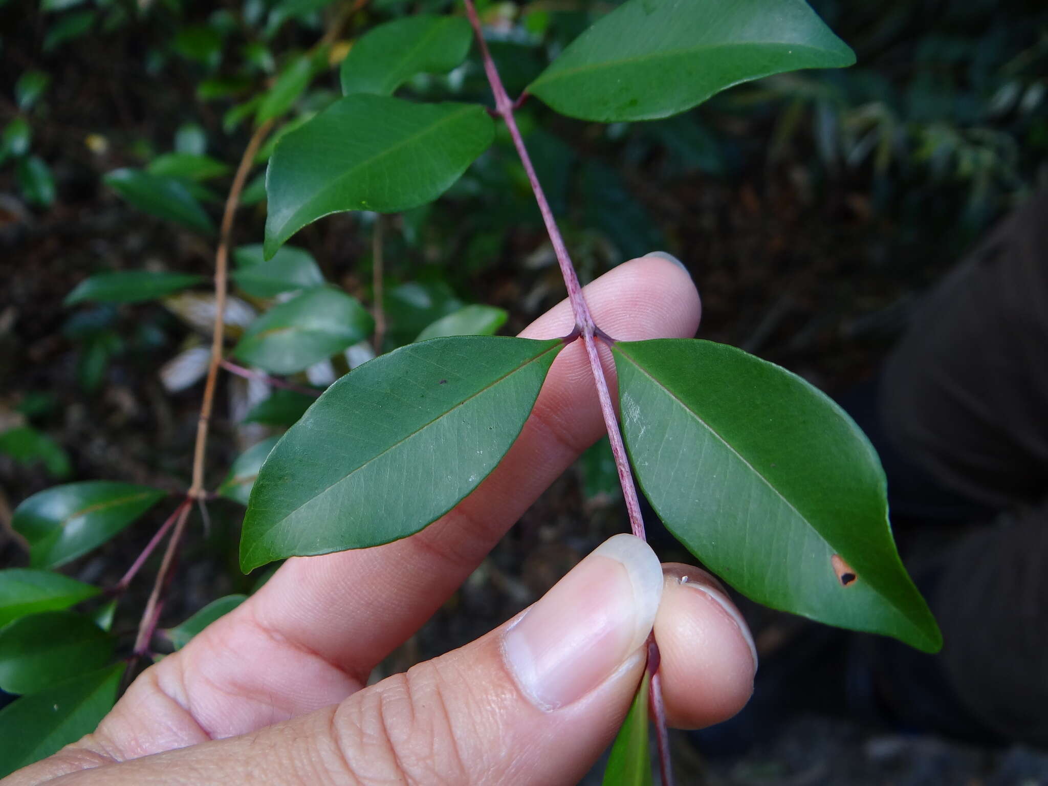 Imagem de Syzygium formosanum (Hayata) Mori