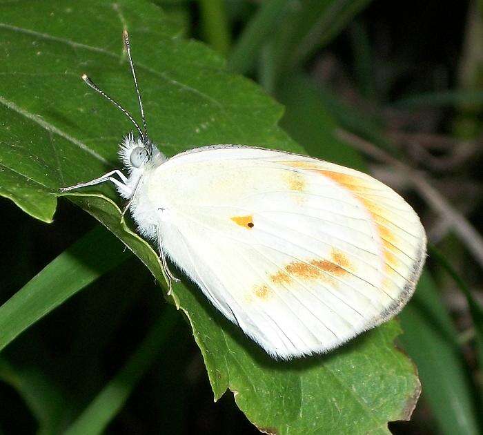 Image of Colotis euippe (Linnaeus 1758)