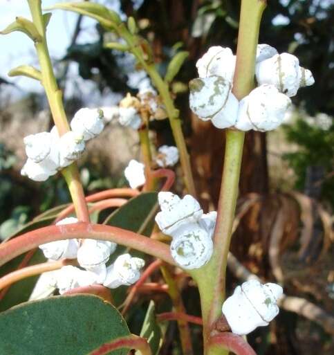 Image of silver-dollar eucalyptus