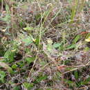 Image of hairy bird's-foot trefoil