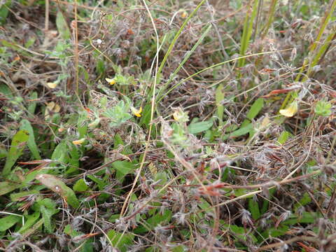 Image of hairy bird's-foot trefoil