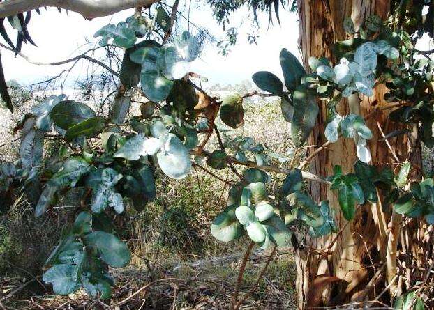 Image of silver-dollar eucalyptus