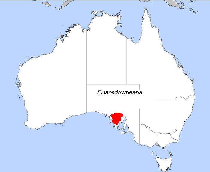 Image de Eucalyptus lansdowneana F. Müll. & J. E. Brown