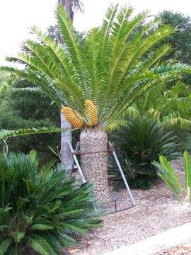 Image of Wood's Cycad