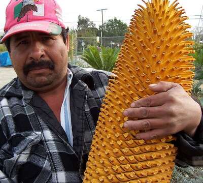 Image of Wood's Cycad