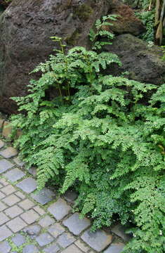 Image of fuchsia begonia