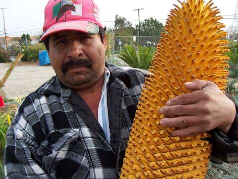 Image of Wood's Cycad