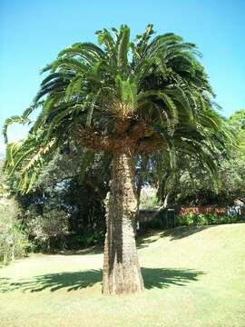 Image of Wood's Cycad