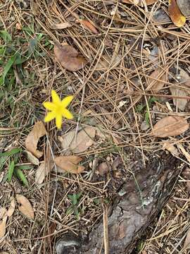 Image of common yellow stargrass