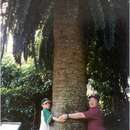 Image of Wood's Cycad