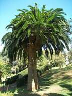 Image of Wood's Cycad