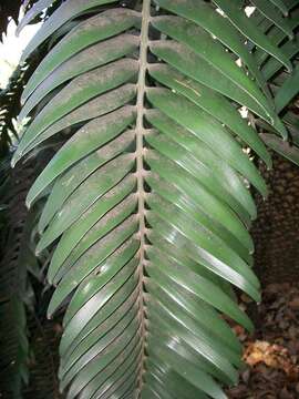 Image of Wood's Cycad