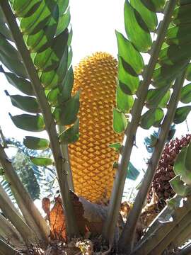 Image of Wood's Cycad