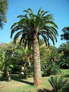 Image of Wood's Cycad