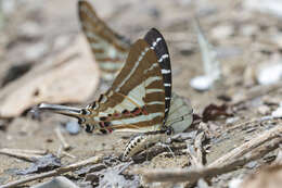 Image de Graphium aristeus (Stoll 1780)