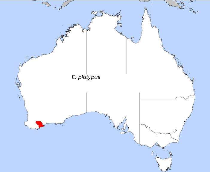 Image of Eucalyptus platypus Hook.