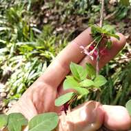 Image of Fuchsia thymifolia Kunth