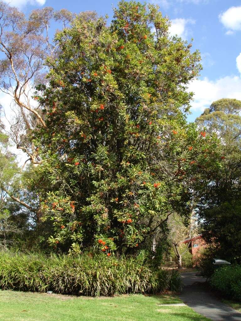 Image of firewheel tree