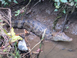 Image of Common Caiman