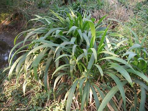 Image de Setaria megaphylla (Steud.) T. Durand & Schinz