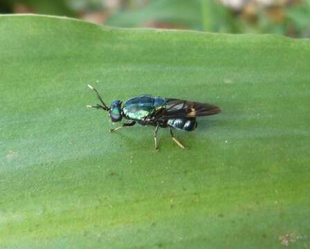 Image of Ptilocera continua Walker 1851