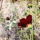 Image de Thelesperma burridgeanum (Regel, Korn. & Rach.) Blake