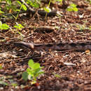 Image of Madagascar Boa