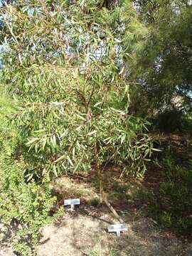 Image of Eucalyptus olsenii L. A. S. Johnson & D. F. Blaxell