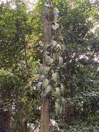 Image of Epipremnum giganteum (Roxb.) Schott