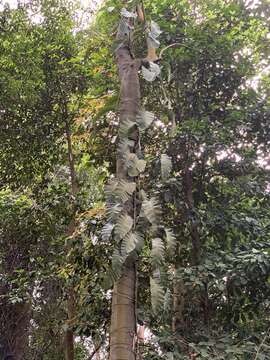 Image of Epipremnum giganteum (Roxb.) Schott