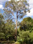 Image of Eucalyptus nova-anglica Deane & Maiden