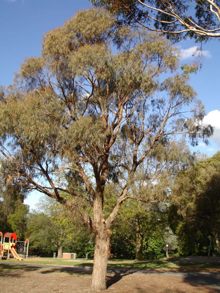 Image of Eucalyptus nicholii Maiden & Blakely