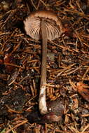 Image of Entoloma incanosquamulosum (Largent) Noordel. & Co-David 2009