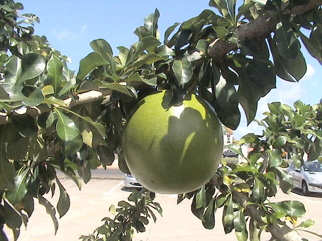 Image of common calabash tree