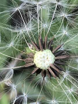 Слика од Taraxacum mongolicum Hand.-Mazz.