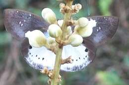 Image of Tagiades flesus Fabricius 1781