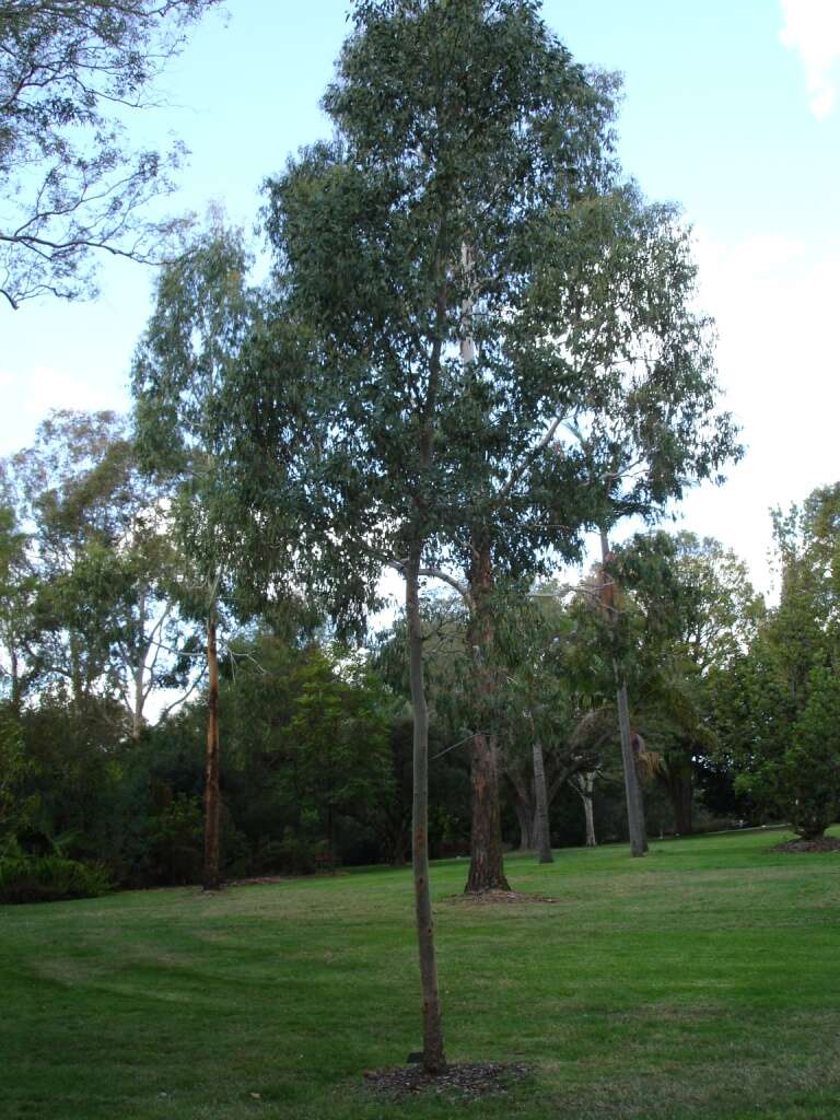 Image of cider gum