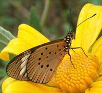 صورة Acraea encedon Linnaeus 1758