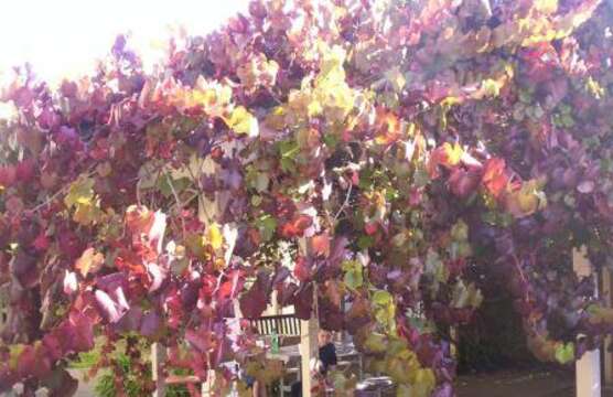 Image of crimson glory vine