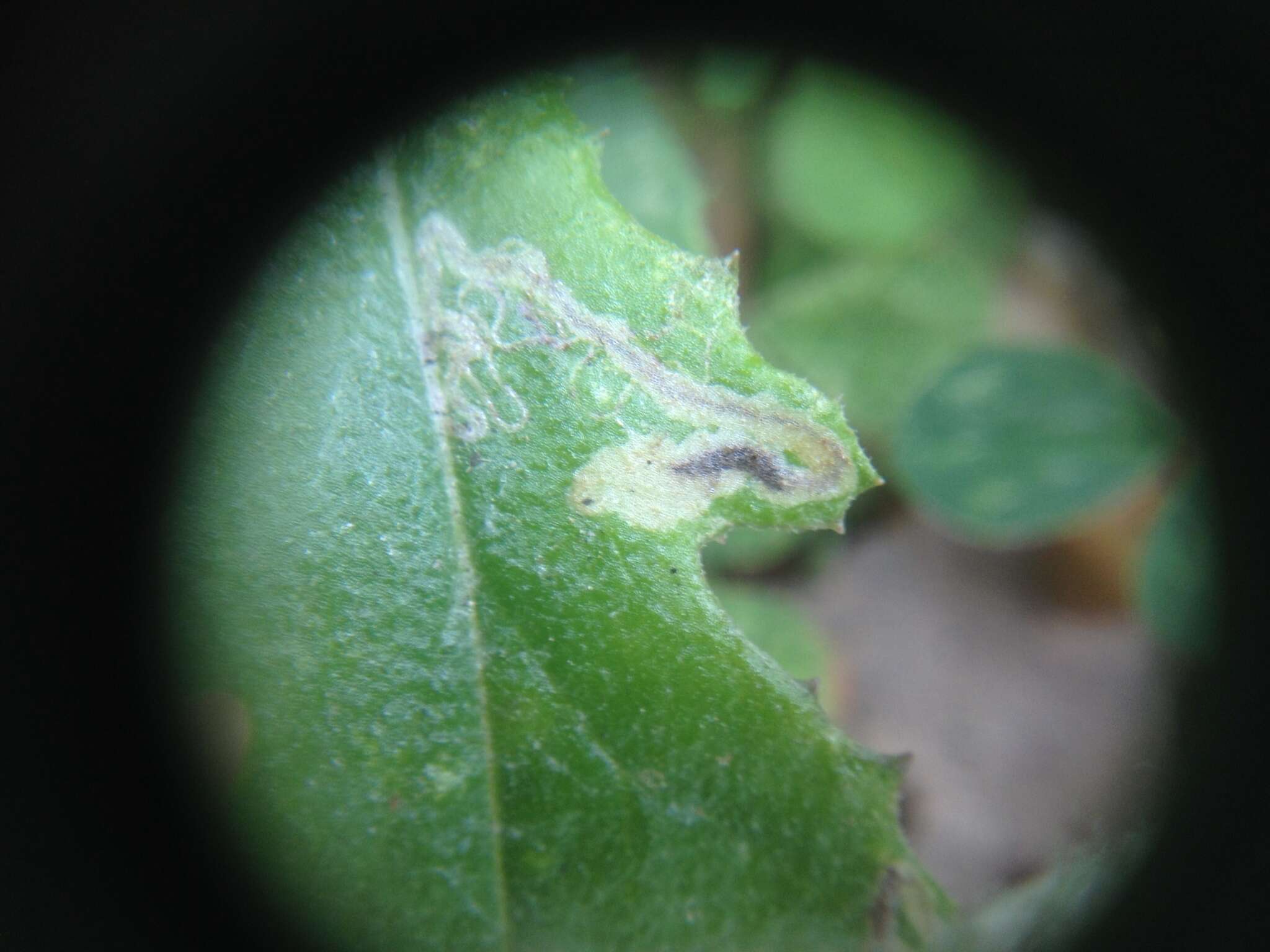 Image of Stigmella ogygia (Meyrick 1889) Dugdale 1988