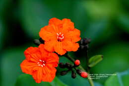 Image de Cordia sebestena L.