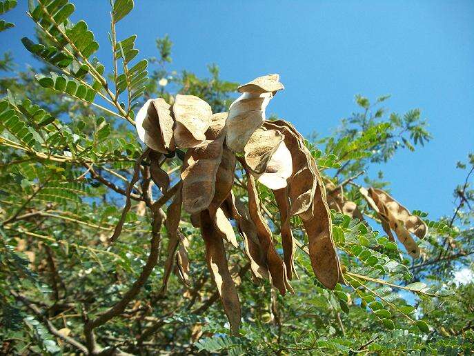 Image of Flat-crown Albizia