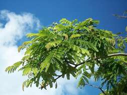 Image of Flat-crown Albizia