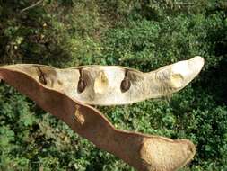 Image of Flat-crown Albizia