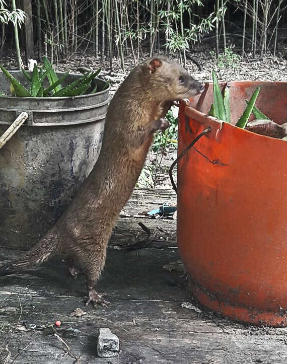 Kalın kuyruklu opossum resmi