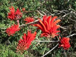 Image of Common Coral tree