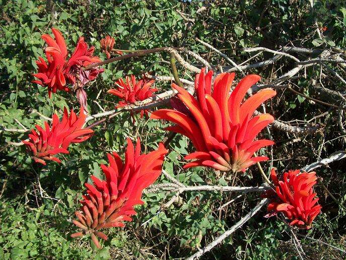 Image of Common Coral tree