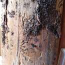 Image of european spruce bark beetle