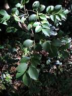 Imagem de Ilex goshiensis Hayata